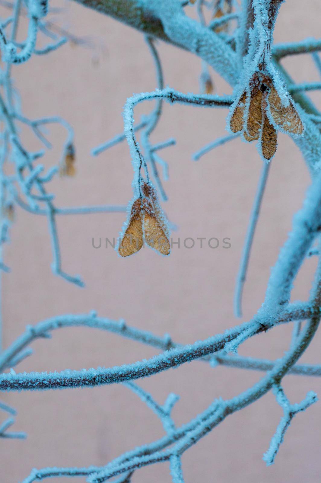 A maple branch covered with frost from the frost on a winter day. High quality photo