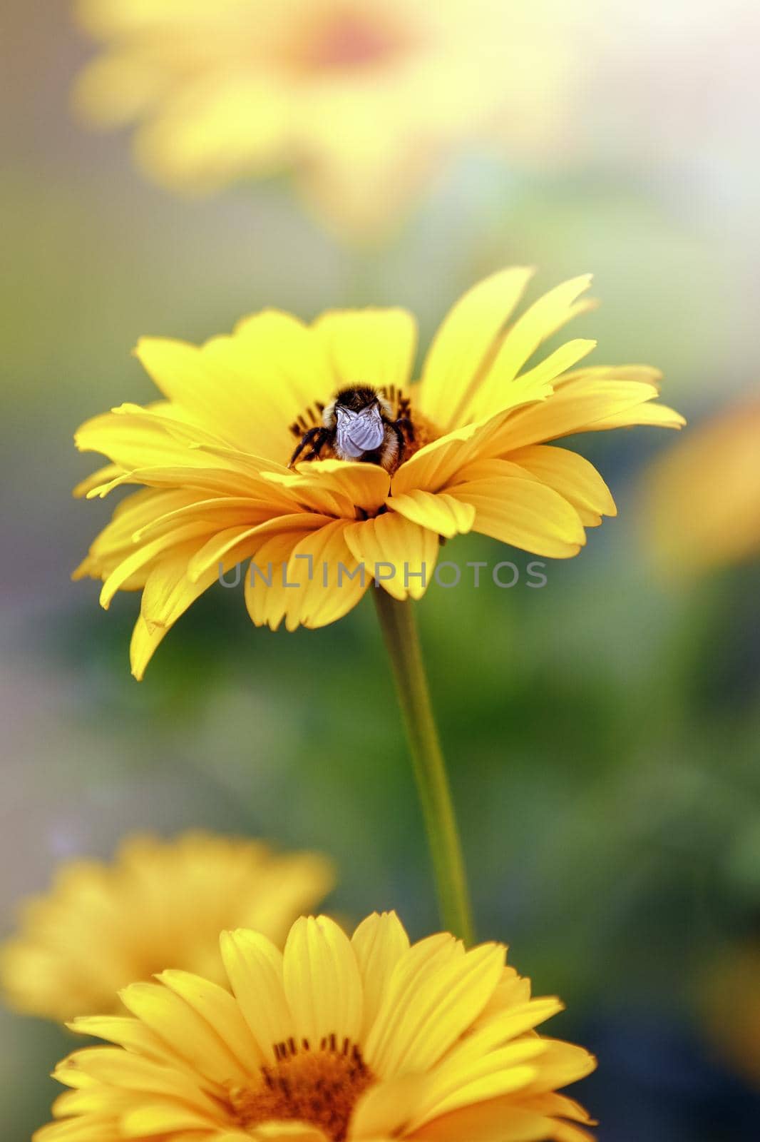 Bee on yellow Echinacea Flower. Vertical nature background photo. by Lincikas