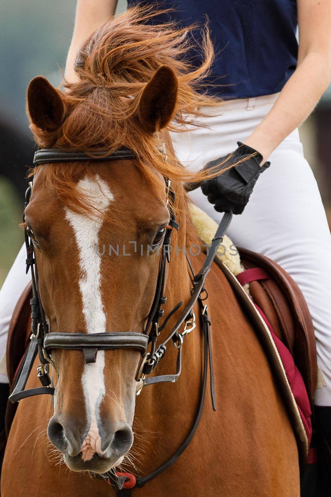 A brown horse in motion while riding, a close-up portrait of the head, with raging bitterly by Lincikas