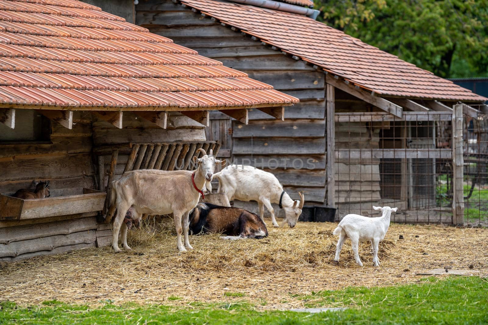 Goats in an outdoor paddock on a farm.