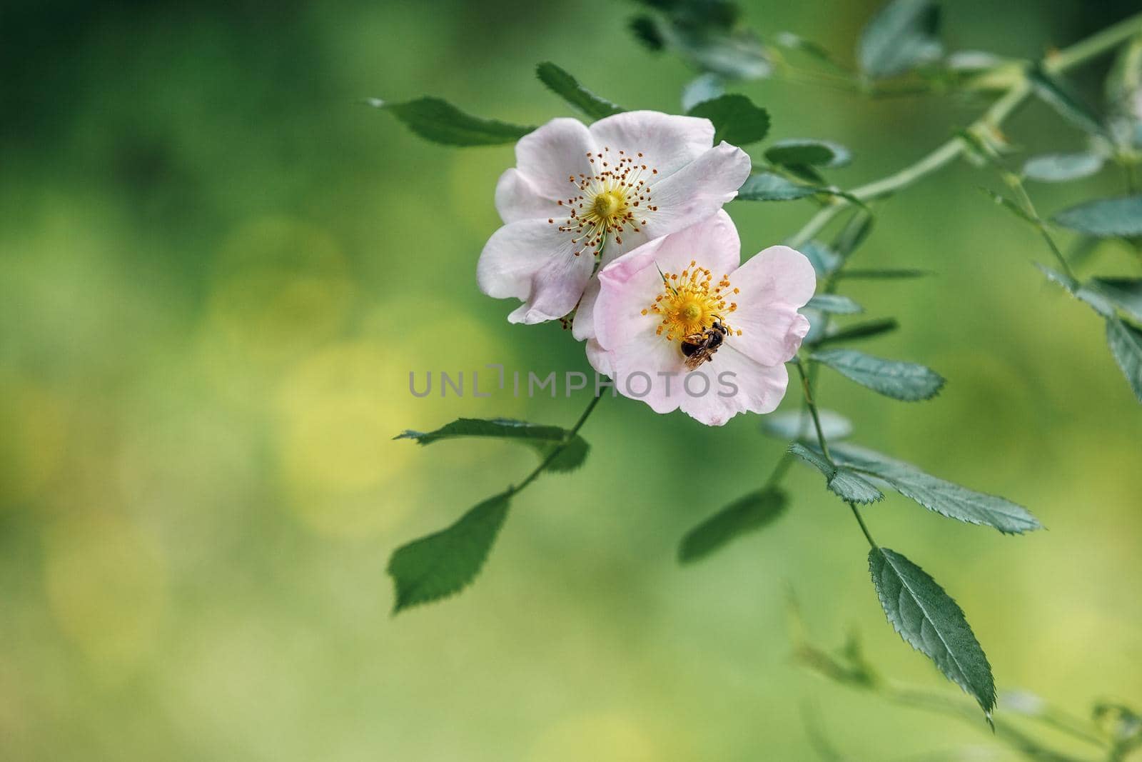 Light rose white flower of a wild rose dog rose against a background of green leaves. Free space for text. Greeting card. by Lincikas