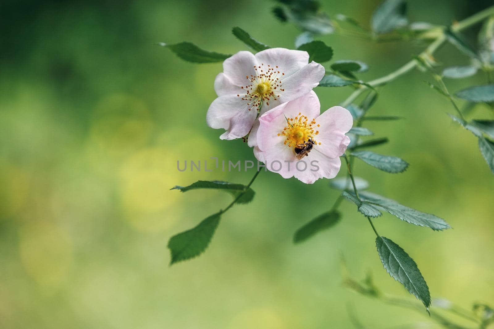 Light rose white flower of a wild rose dog rose against a background of green leaves. Free space for text. Greeting card