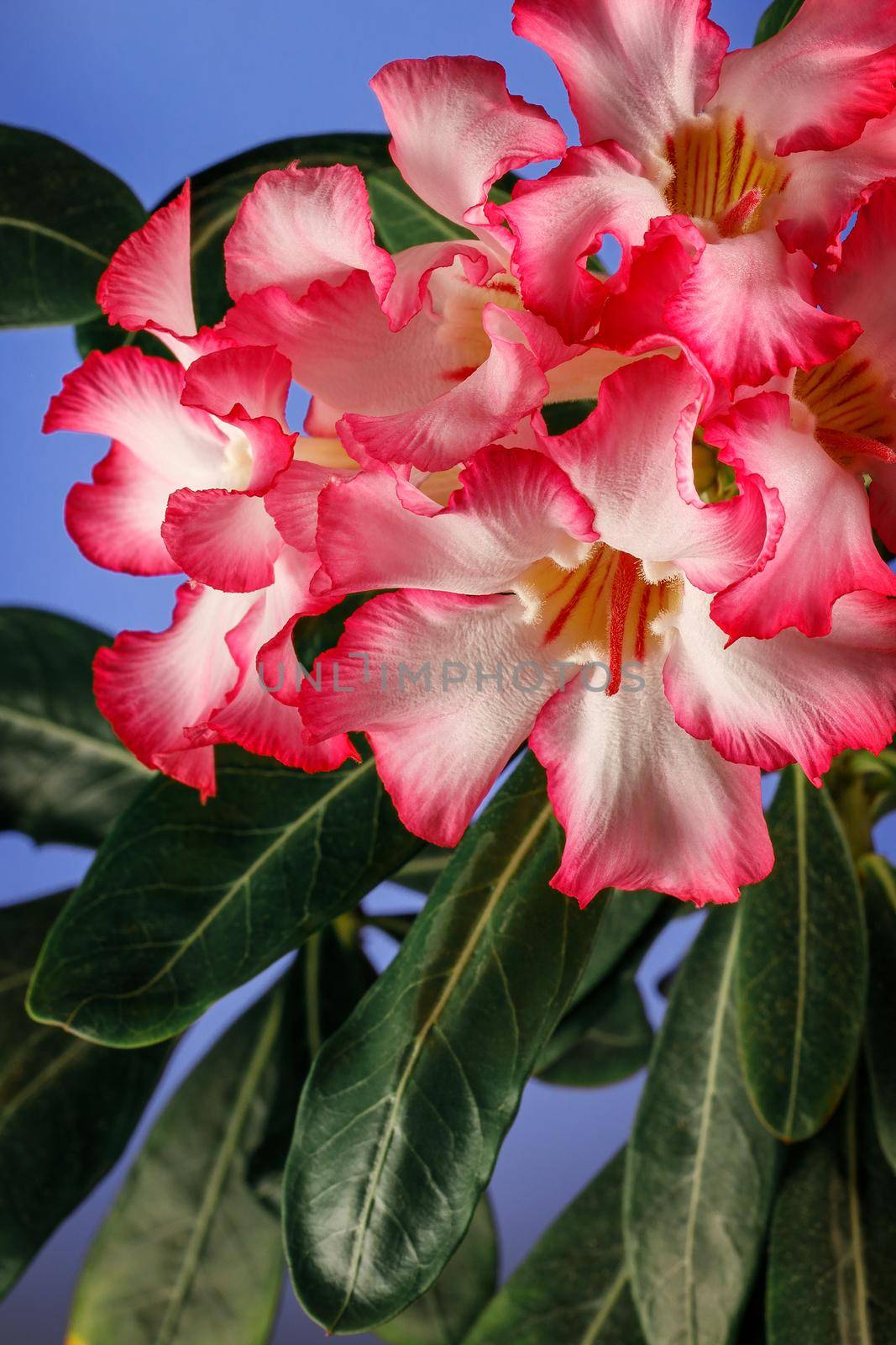 Beautiful Desert rose flower in the garden with blurry green leaf in the background, Mock azalea flowers, Impala lily flower. by Lincikas