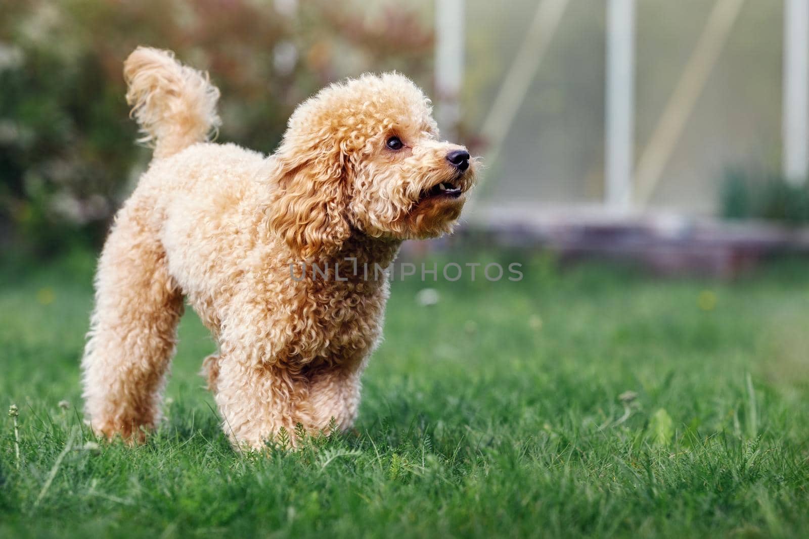 The poodle is walking on the green grass. The puppy keeps his yard and bark by Lincikas