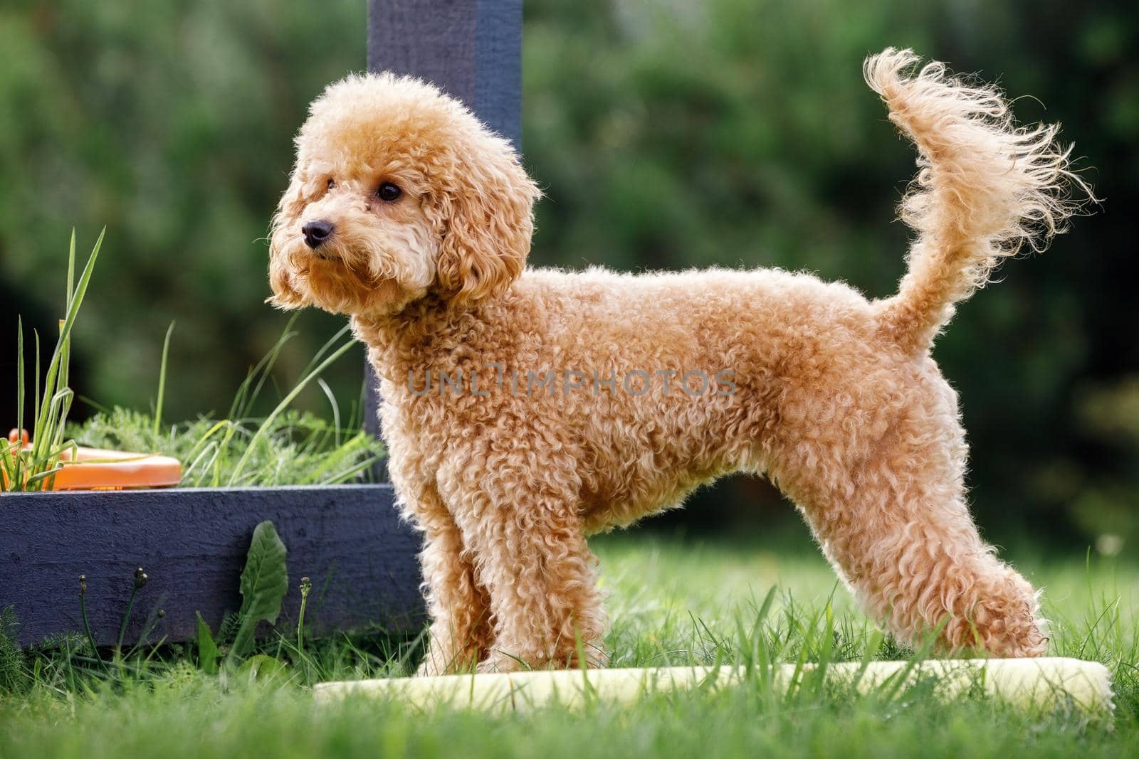 Cute small golden poodle dog standing in the yard. Horizontal side view photo.