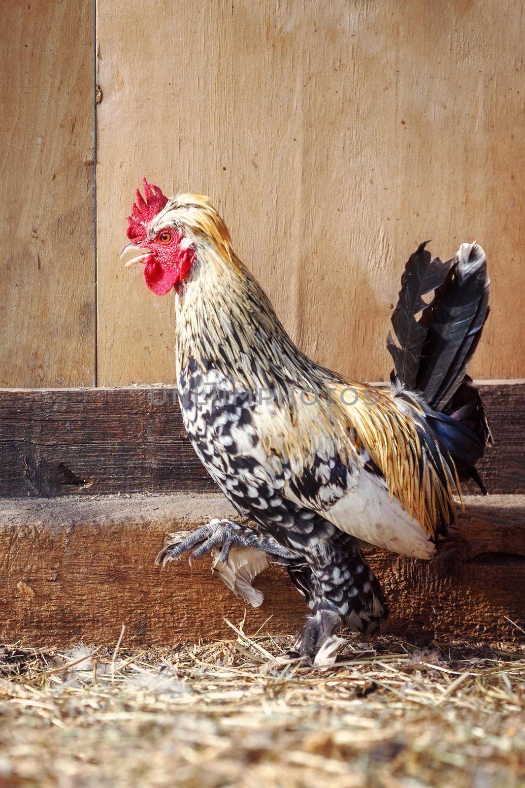 Mini Cochin chicken walk proudly on the straw appearance has feathers on its feet, It's small round shape and cute popular as a pet