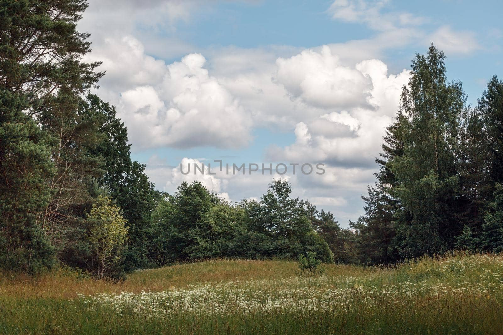 Beautiful, wild flowers meadow nature landscape with blue sky and clouds by Lincikas