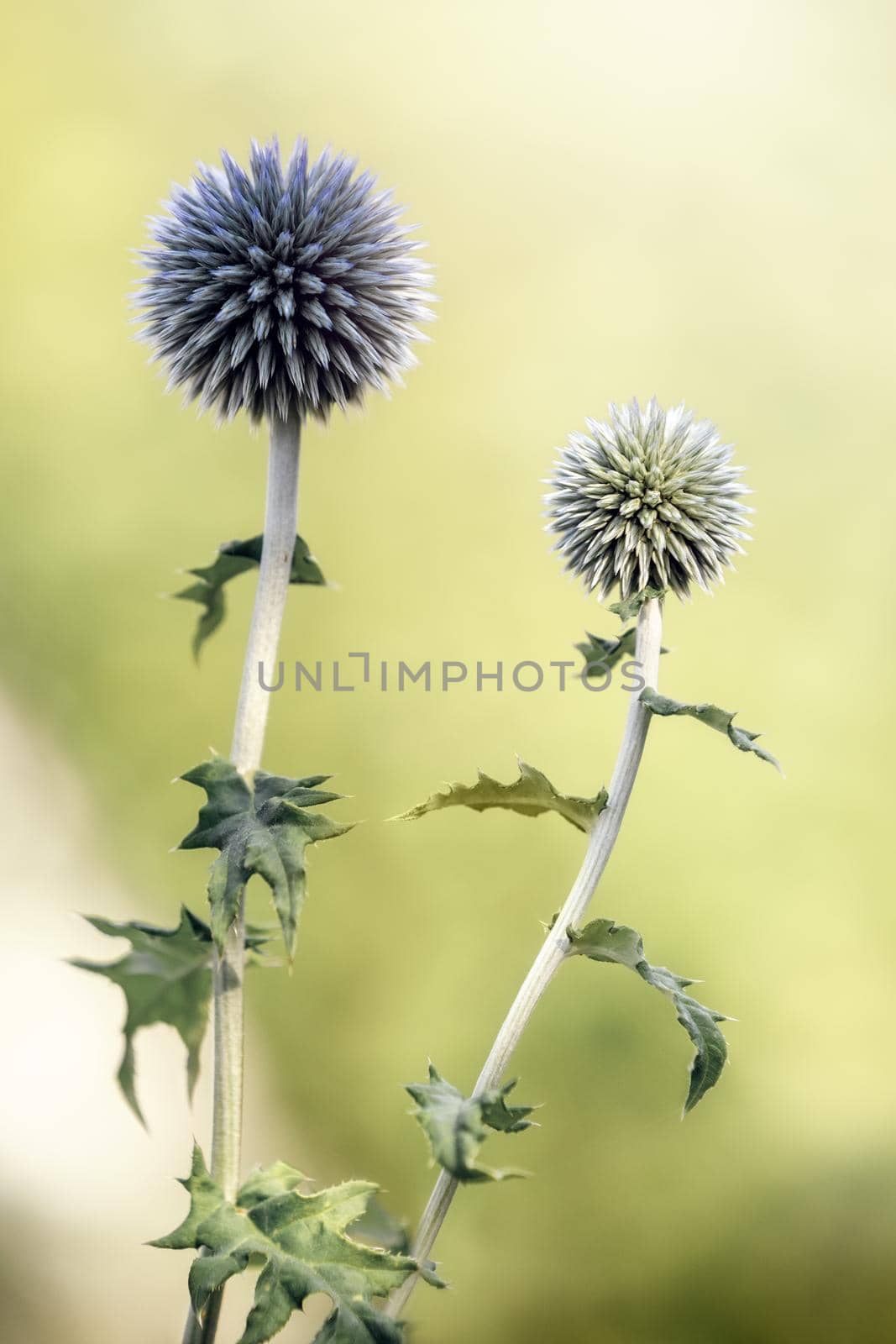 Close-up image of the summmer flowering blue spikey flowers of Sea Holly also known as Eryngium