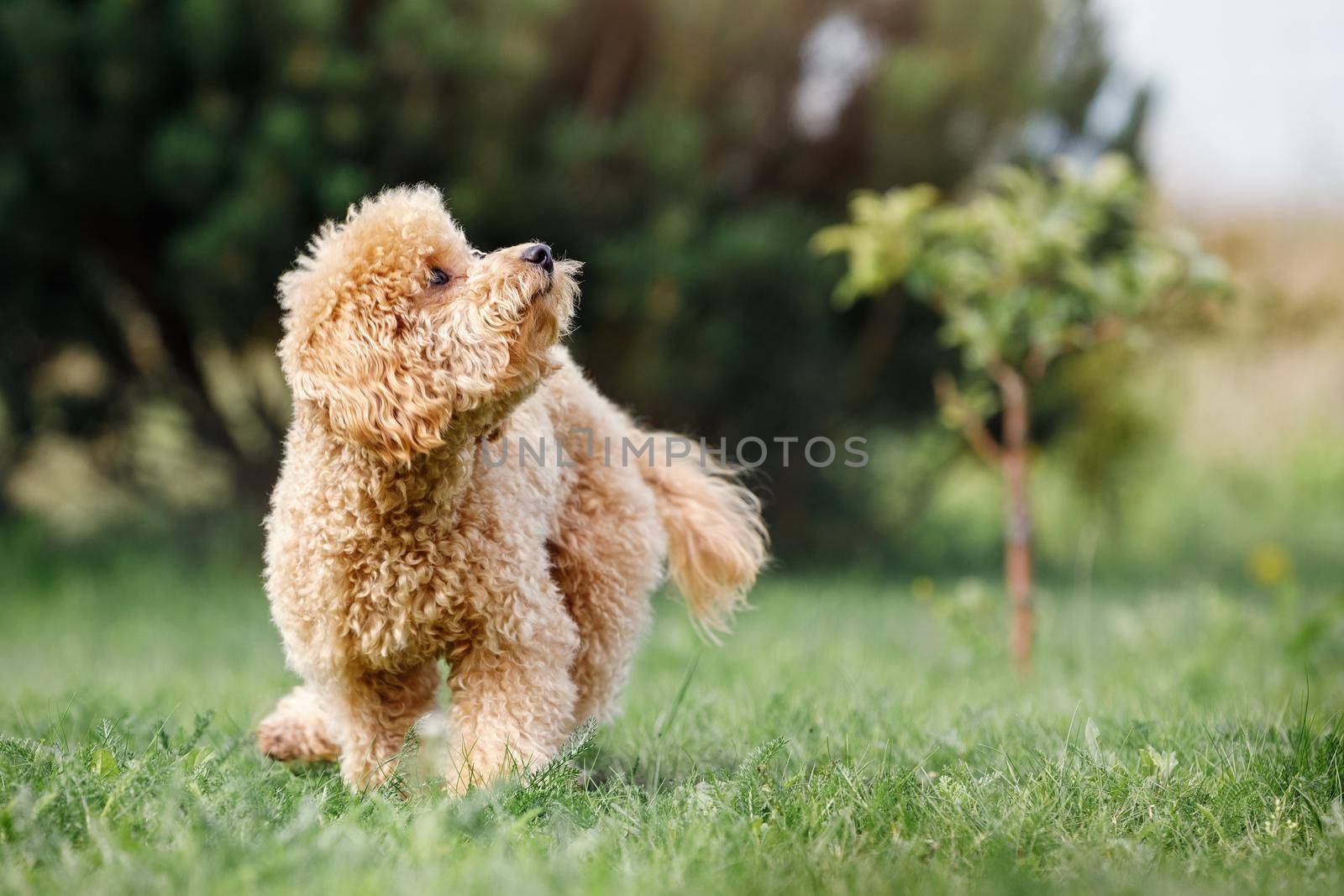 A little puppy of a peach poodle in a beautiful green meadow is happily running and looks upward to his master. A fun photo of a naughty little dog, with free space for text. by Lincikas