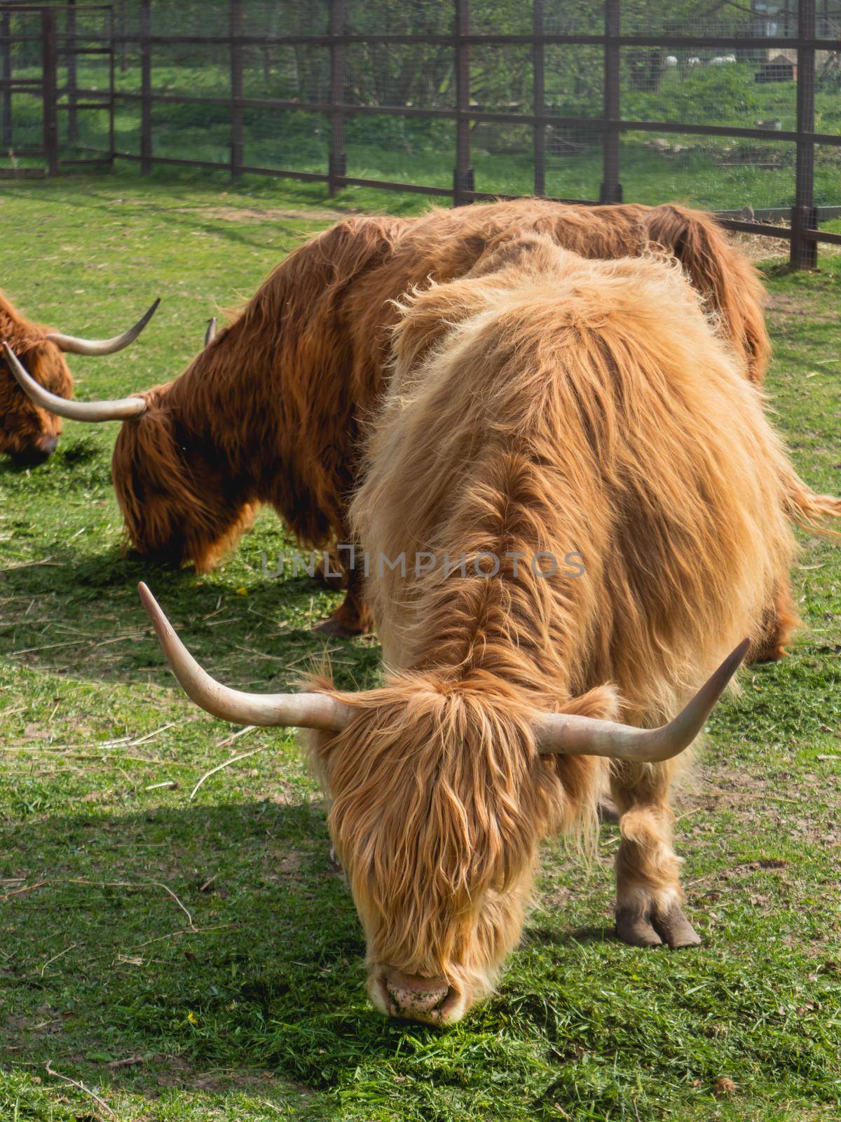 Highland Scottish breed of rustic cattle. Furry cows eat fresh grass in paddock. by aksenovko