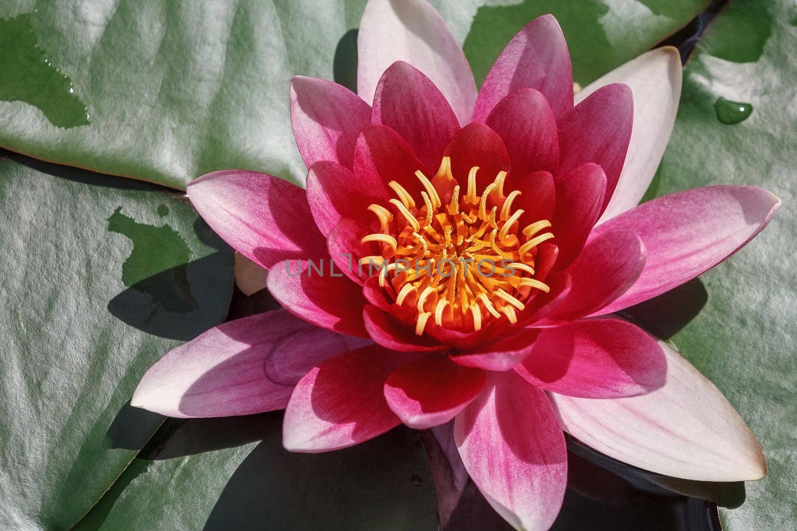 Beautiful blooming red water lily lotus flower with green leaves in the pond. by Lincikas