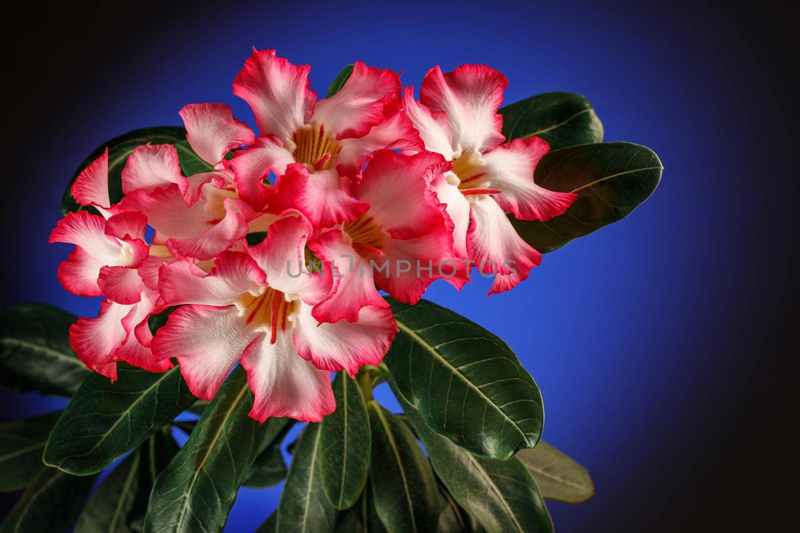 Adenium or desert rose flower is medicinal herbs. (Impala Lily, Mock Azalea, Pink adenium). Blue background. by Lincikas