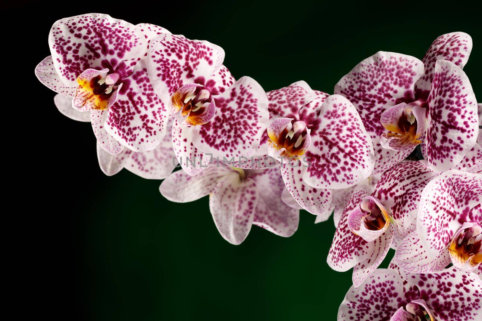 Pink blossoms of orchid, Phalaenopsis, close-up. Free space for text in the photo.