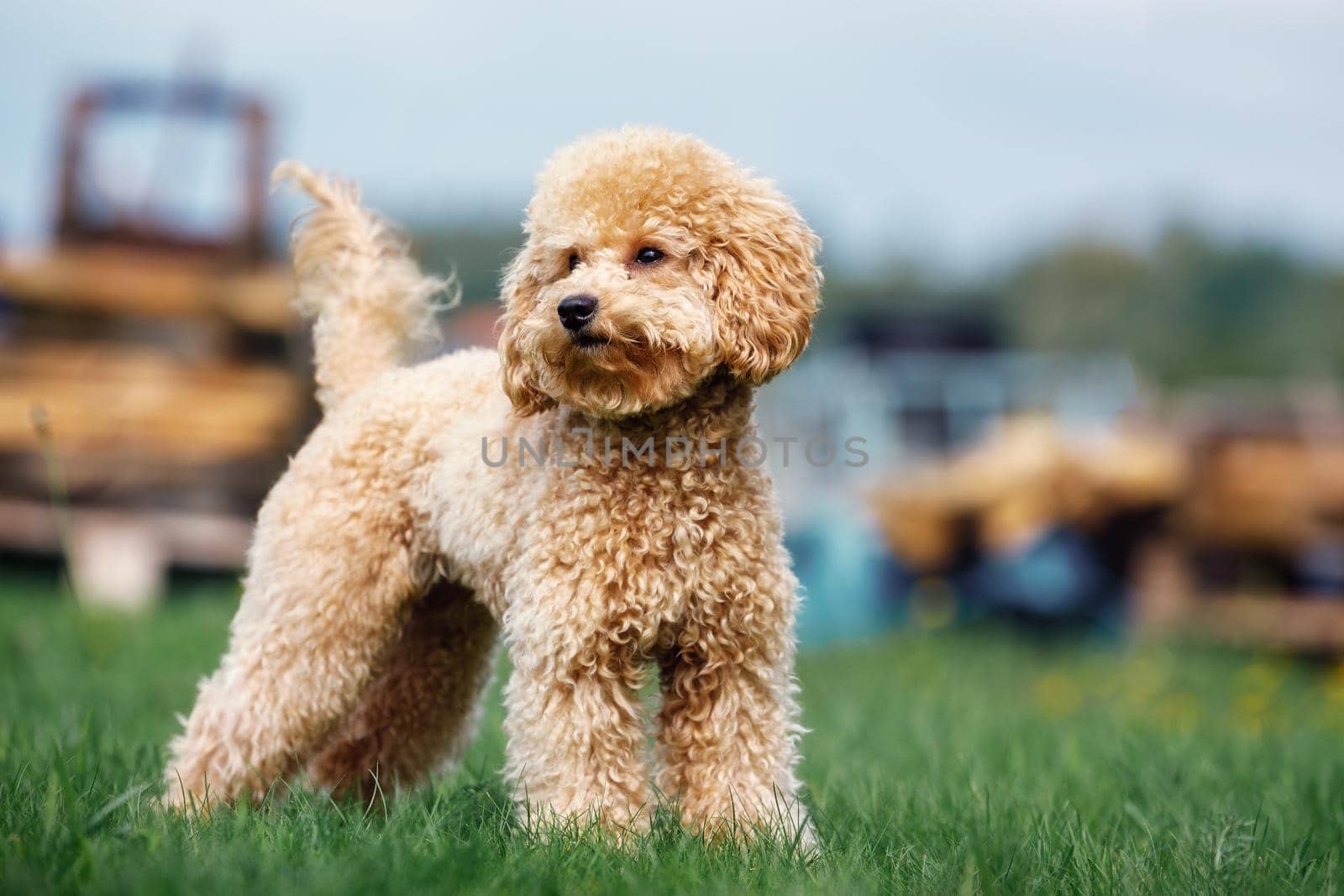 Purebred curly poodle dog, standing on the green grass in the yard. Photo of a cute puppy from below.