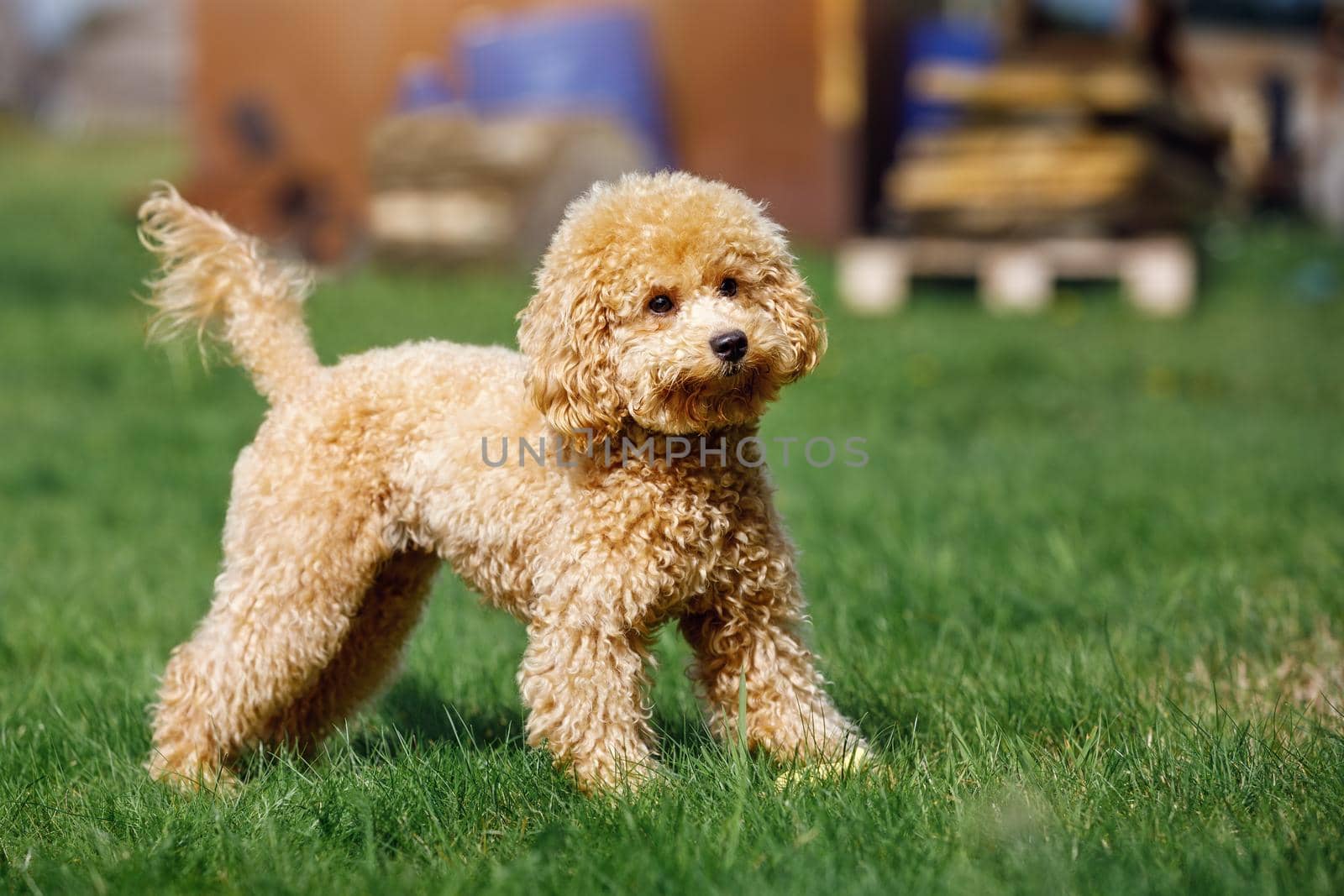 Cute small golden poodle standing on green lawn in the park. Happy dog. by Lincikas