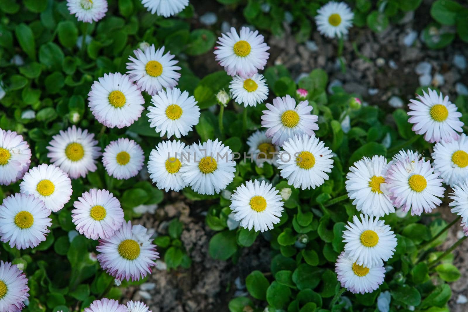 Pink daisies in the home garden. Spring daisies.