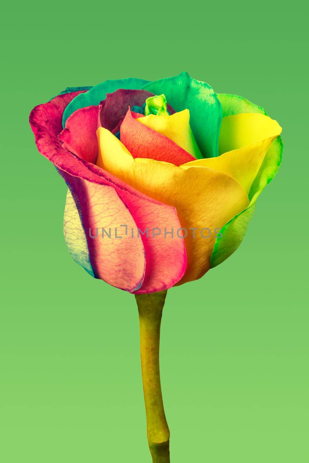 Rainbow rose on green background with copy space. Toned image