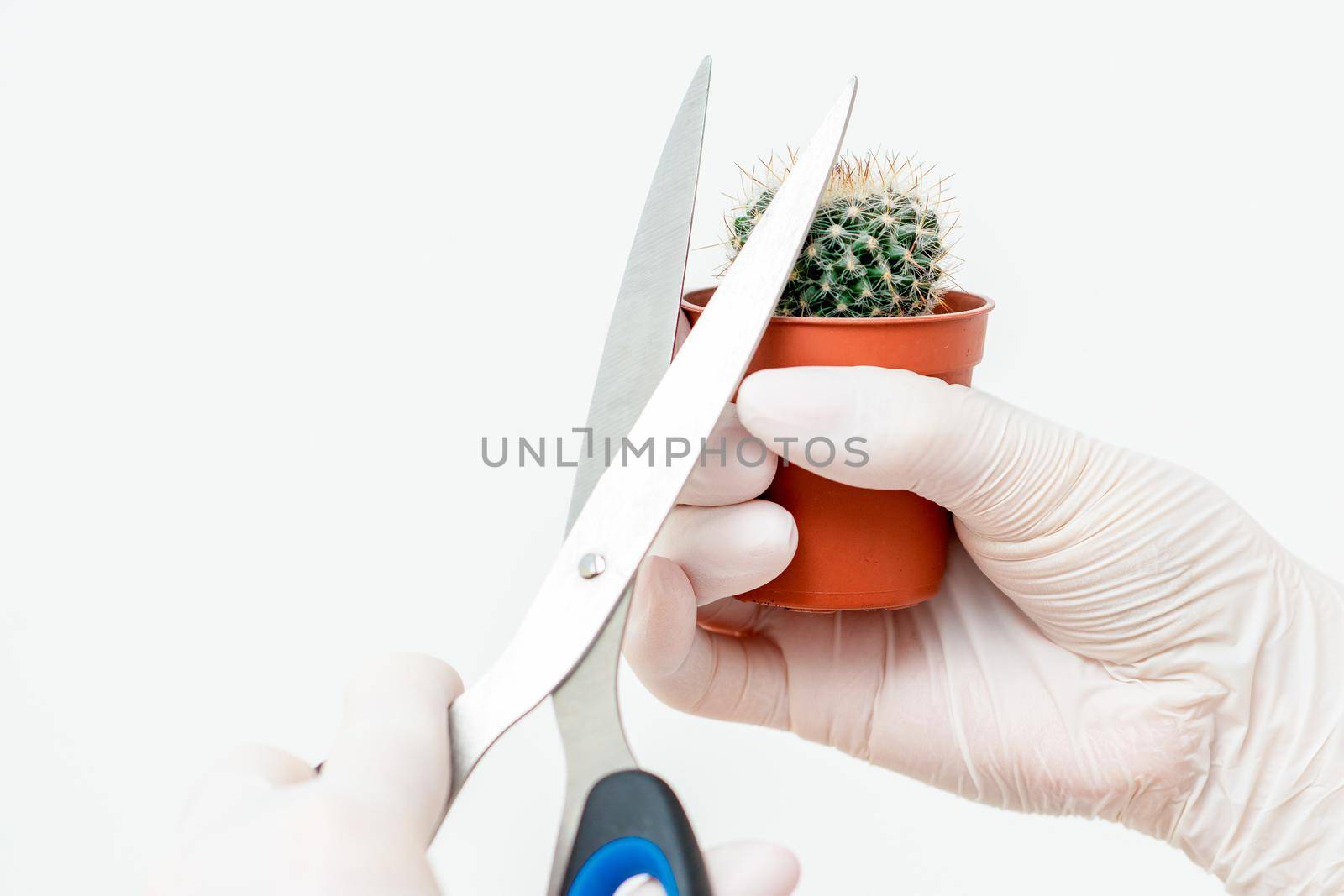 Human hands in protective gloves cutting thorn of cactus by scissors on white background