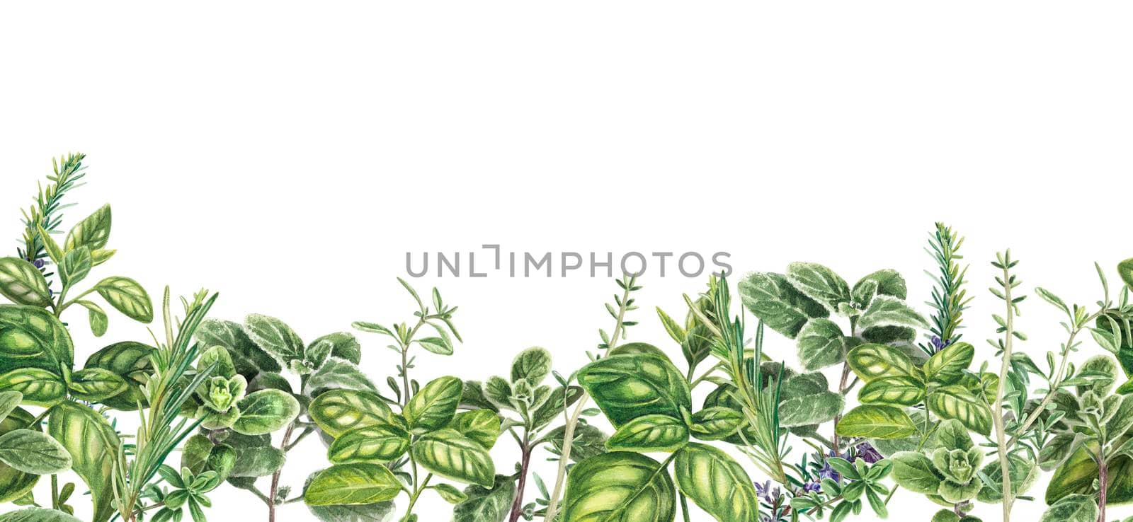 Banner made of fresh Provencal herbs. Seamless horizontal background with basil, marjoram, cumin, rosemary. Watercolor illustration of realistic plants. Suitable for postcards, menus, textiles, pack