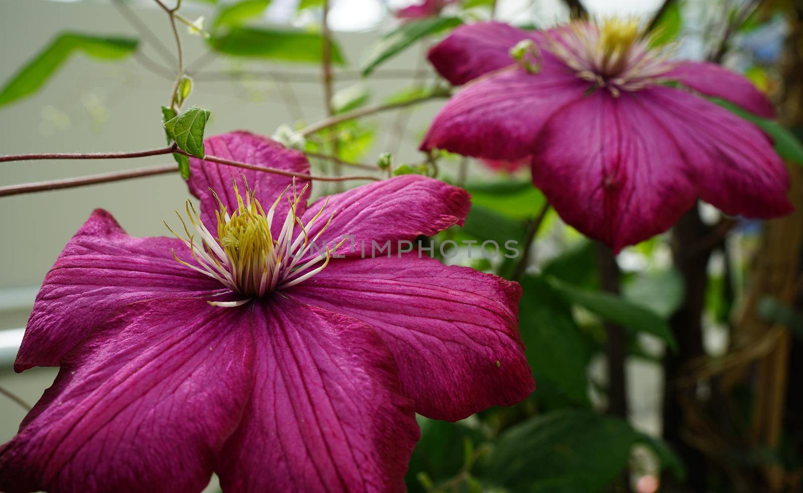 Clematis hybrid with large dark red flowers