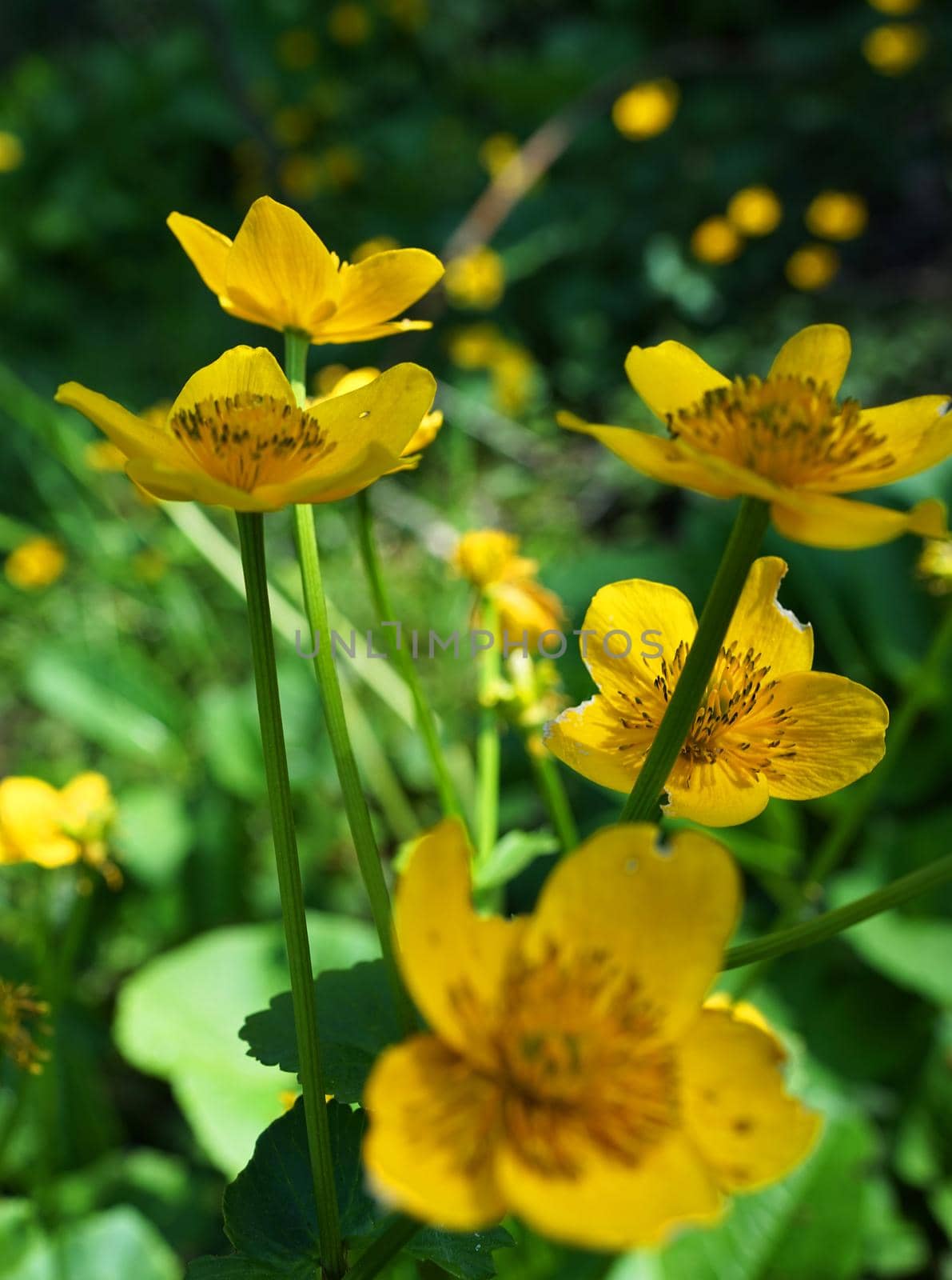 Yellow wildflowers growing in a wet environment in the forest by WielandTeixeira