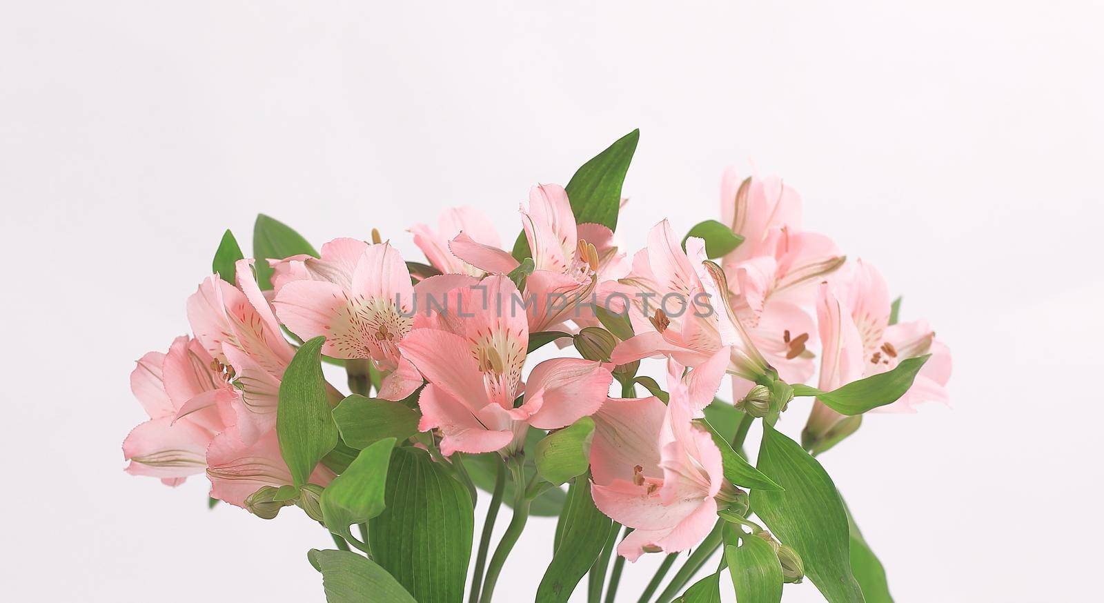 bouquet of flowers isolated on a light background. by SmartPhotoLab