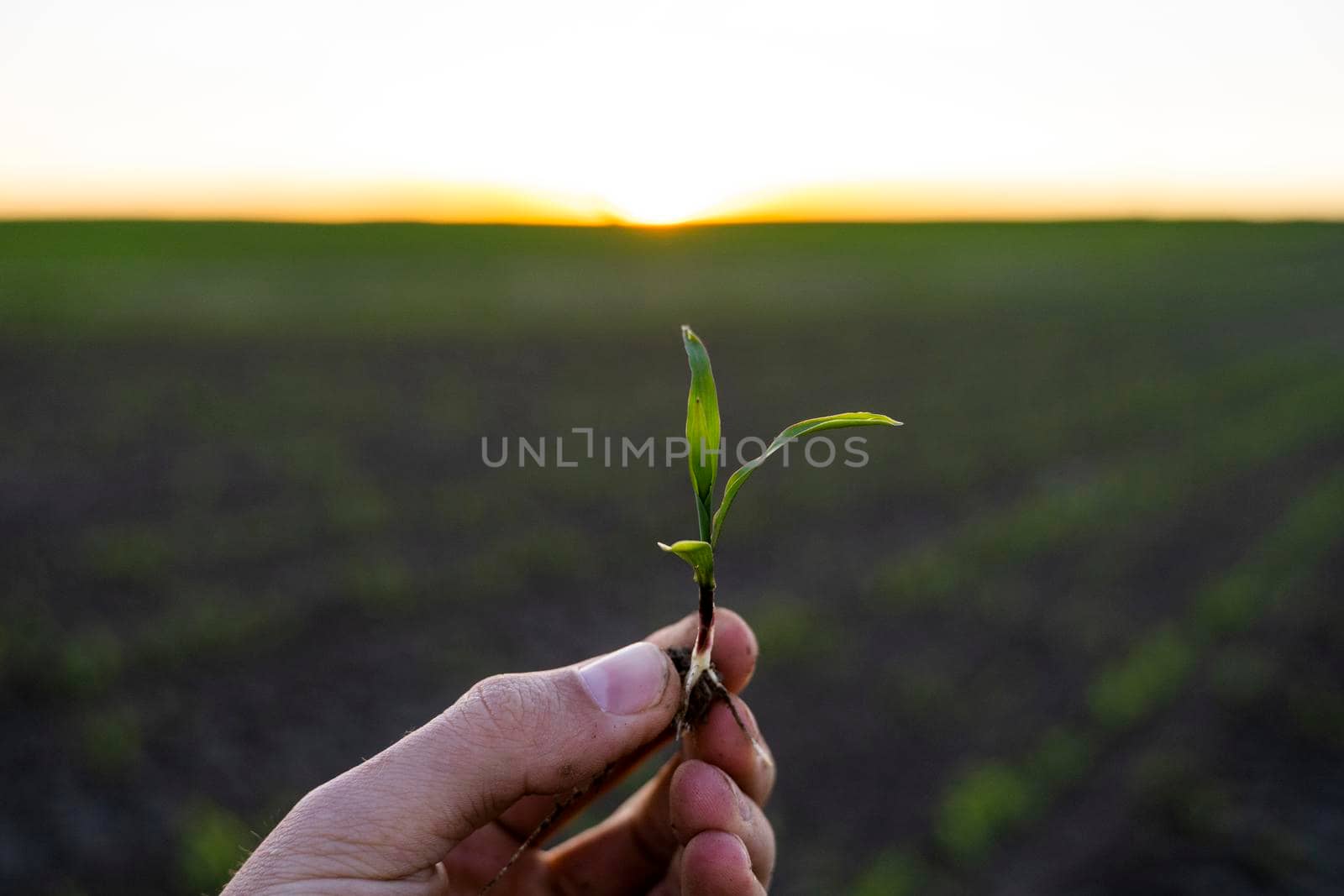 Close up of corn sprout in farmer's hand in front of field. Growing young green corn seedling sprouts in cultivated agricultural farm field under the sunset