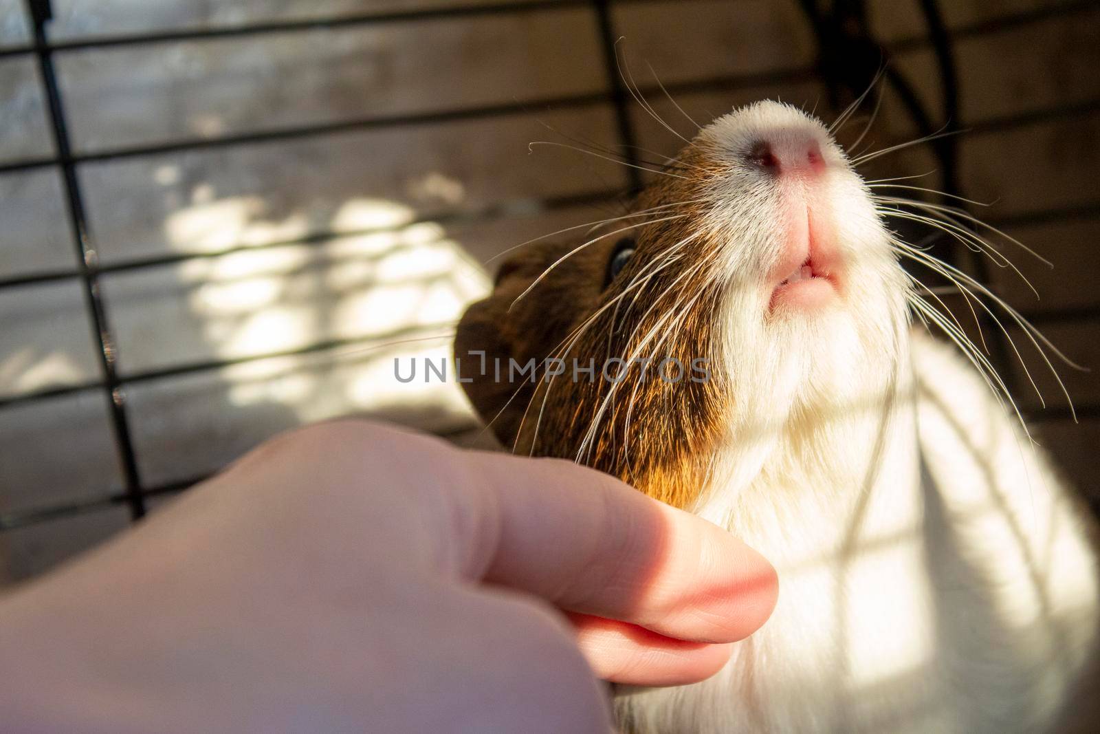 A boy with his guinea pig. A boy hugs a guinea pig. A child plays with the pet at home. Pet care.