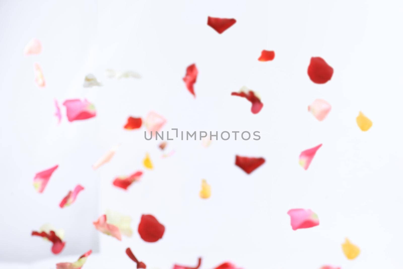 blurred image of pink petals on white background.photo with place for text.