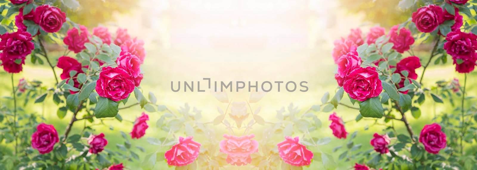 Bush pink Roses in the garden in the rays of the sun with copy space, banner