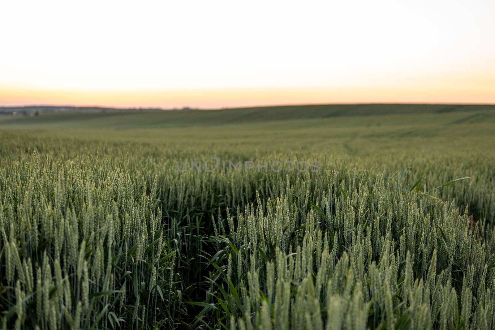 Young green wheat growing in agricultural field. Unripe cereals. The concept of agriculture, organic food. Wheat sprout growing in soil. Close up on sprouting wheat in sunset. by vovsht