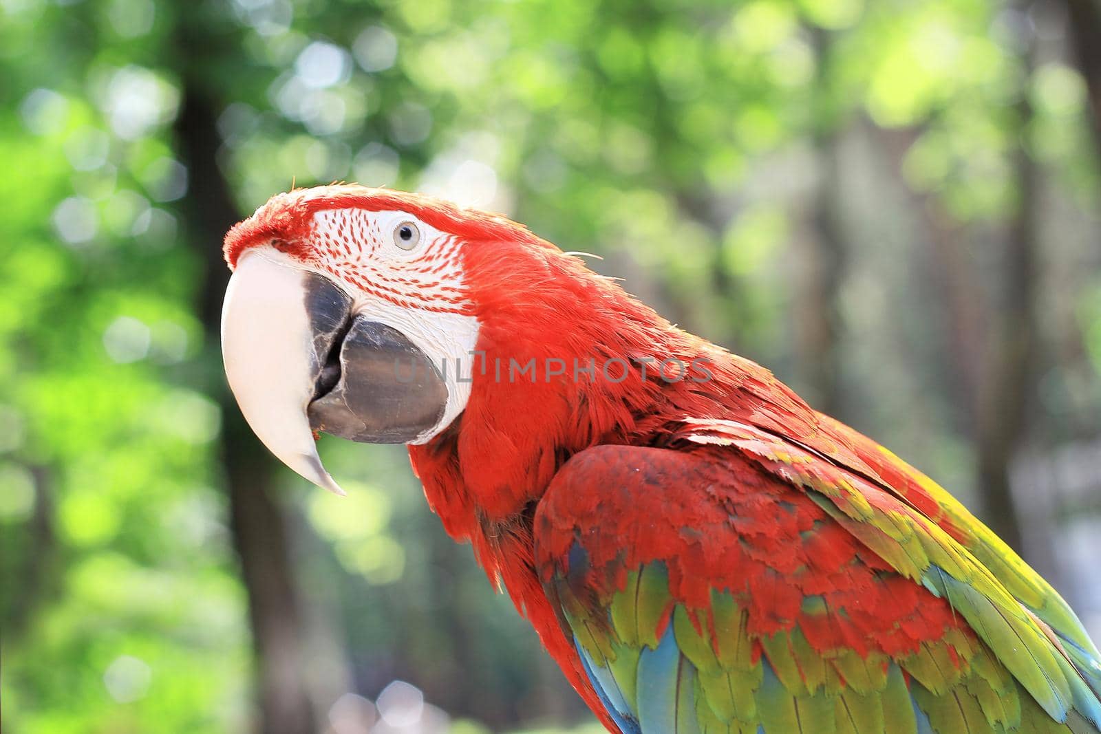 close up.beautiful red macaw parrot on blurred background by SmartPhotoLab