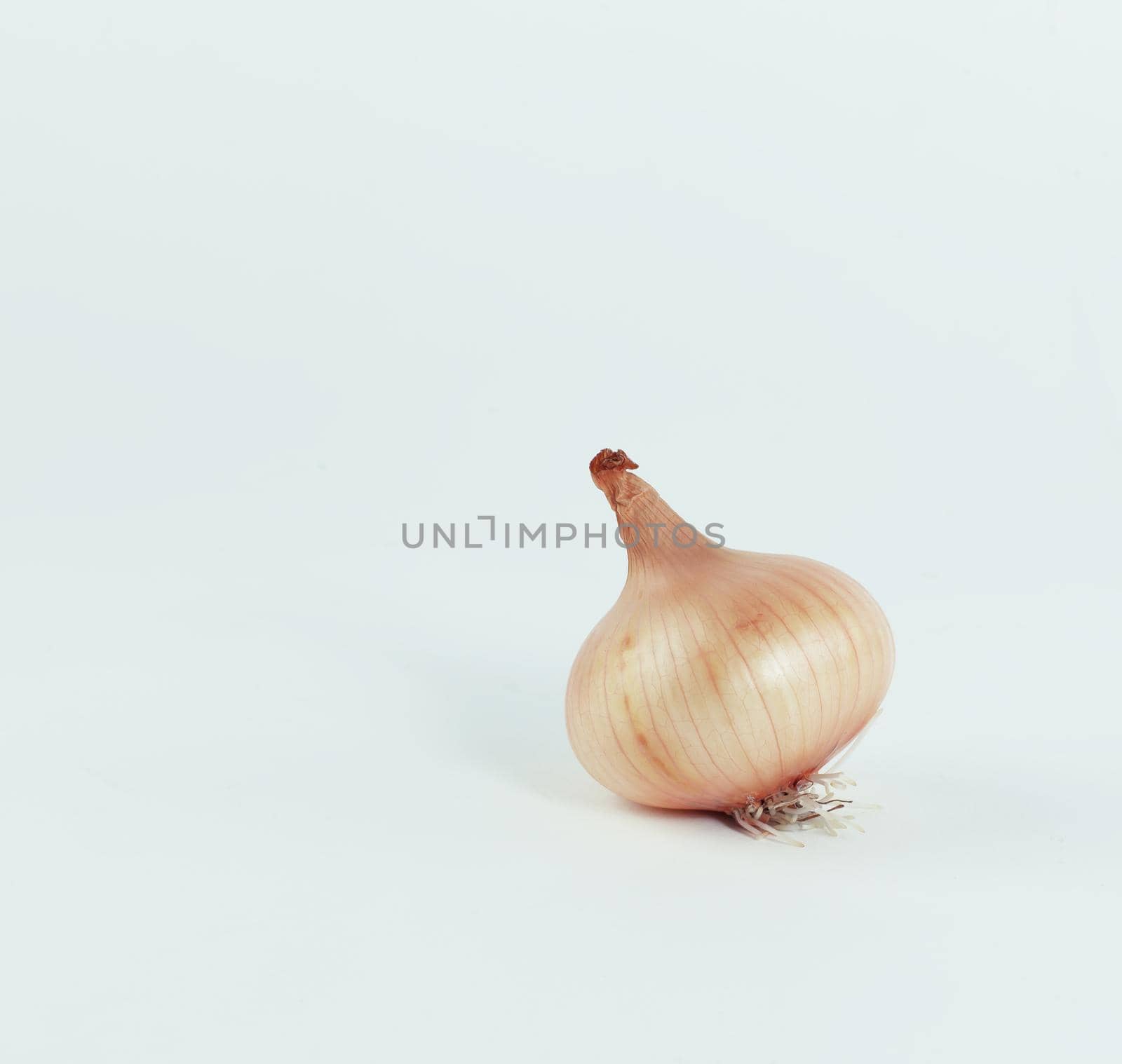 fresh onions.isolated on a white background .photo with copy space