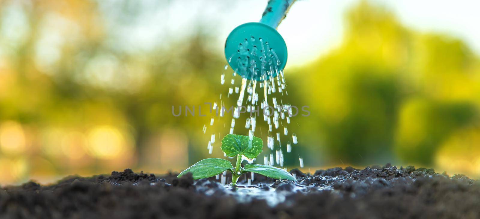 watering a plant in the garden. Selective focus. by yanadjana