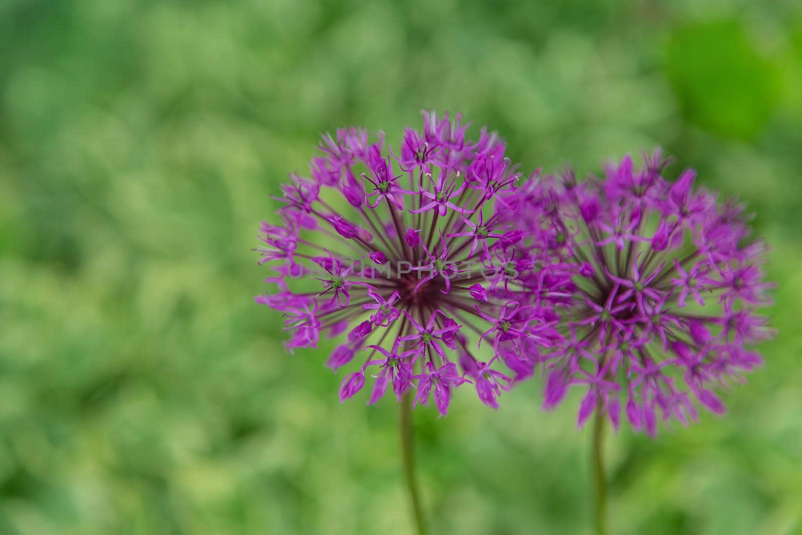 Decorative onion blooms in the garden. Selective focus. Nature.