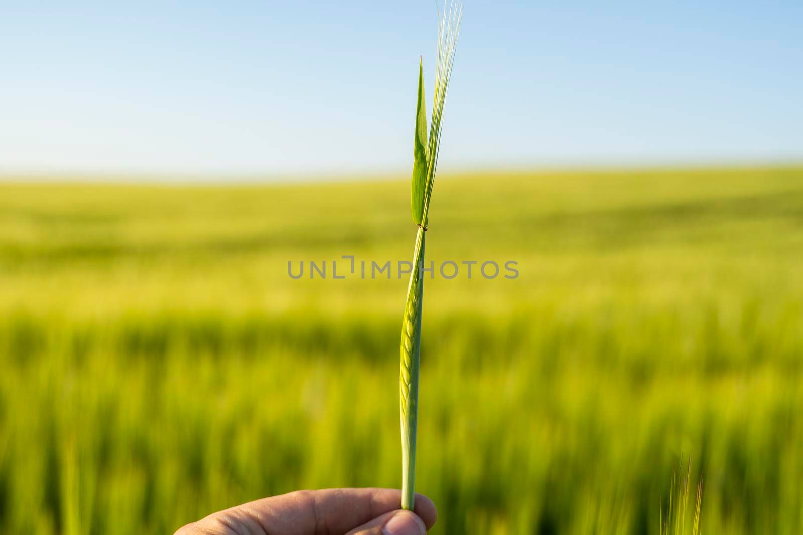 Farmer keeps a green barley spikelet in a hand against barley field in a daytime