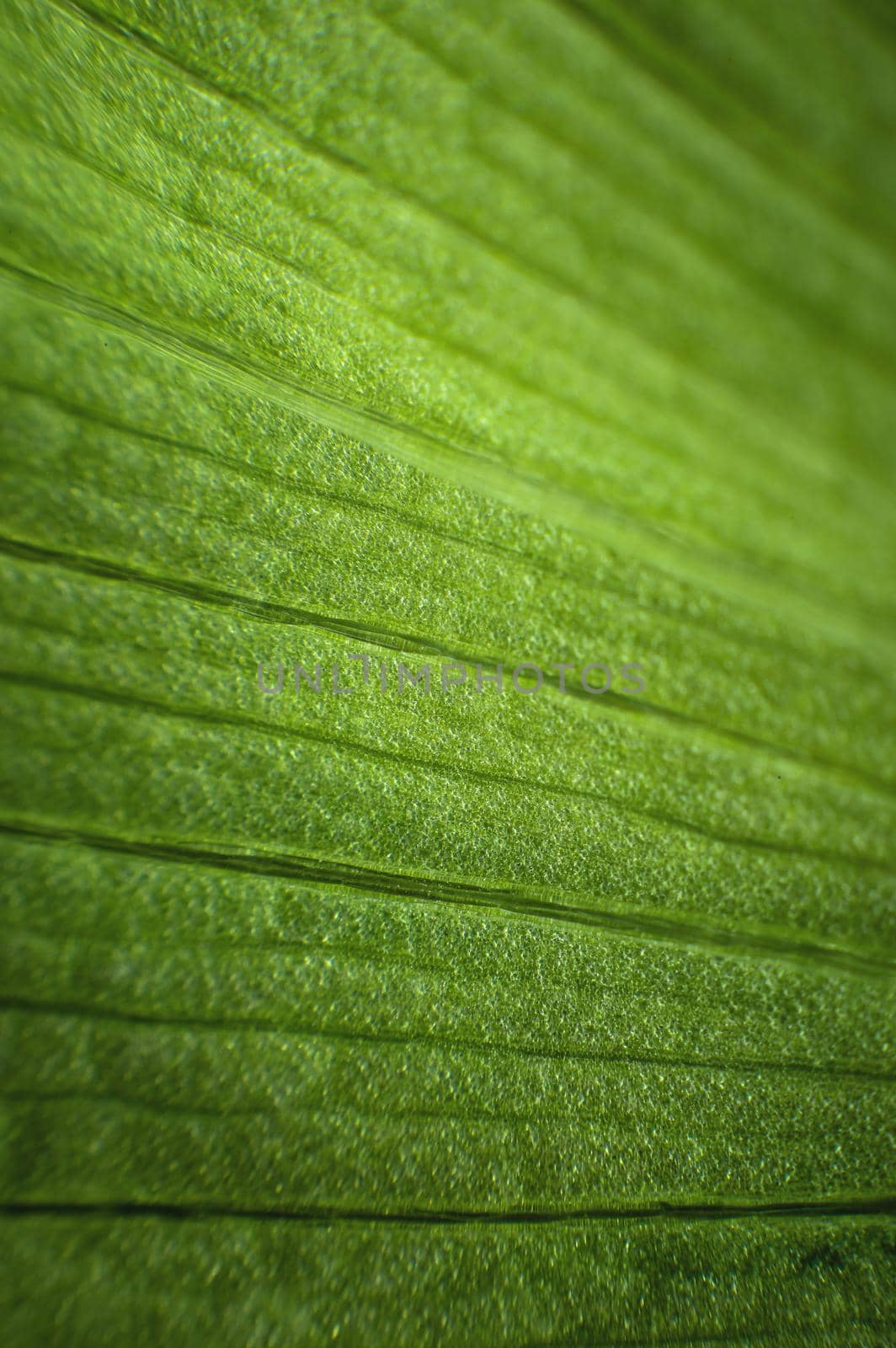 Close-up texture structure of a green leaf in macro mode. Shallow depth of field abstract background. botanical background by yanik88