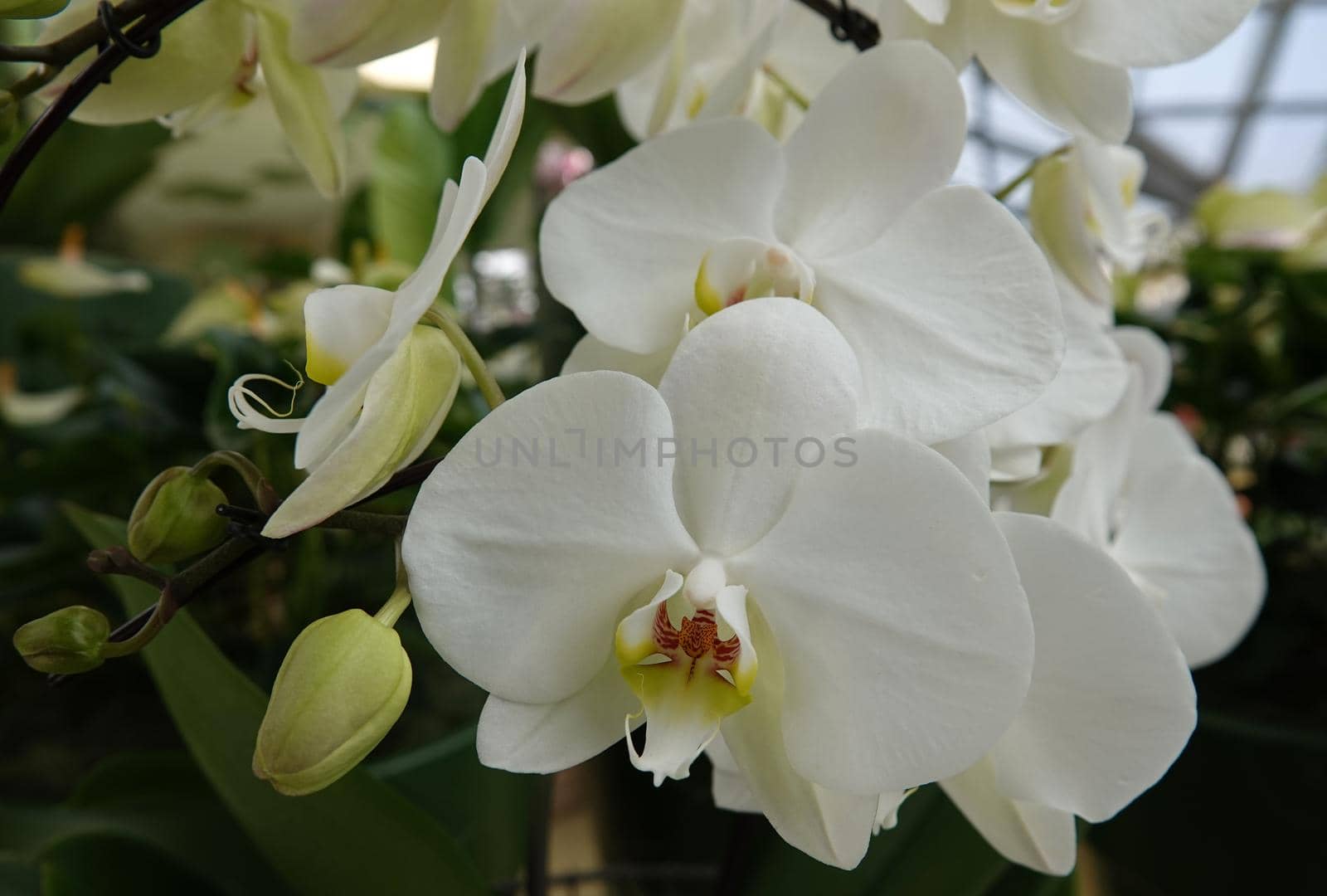 White moth Orchid in Keukenhof by WielandTeixeira