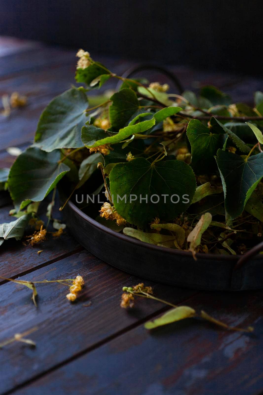 Fresh harvested flowers and leaves of linden tree in vintage metal tray on blue wooden table, low key, selective focus.