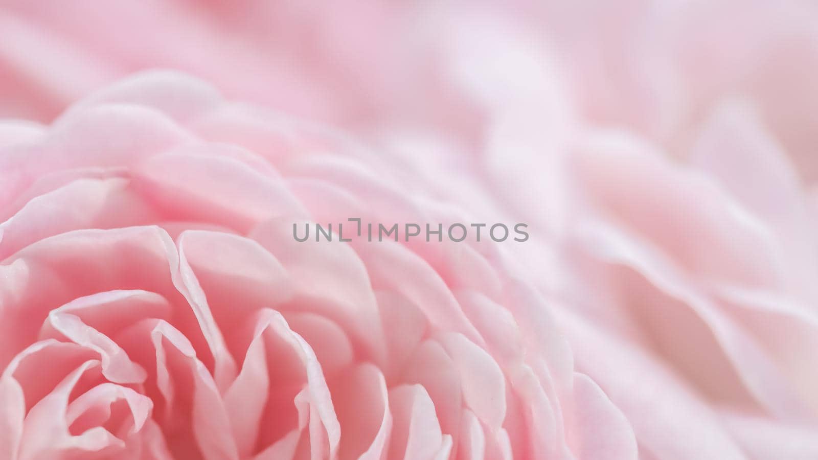 Soft focus, abstract floral background, pink rose flower. Macro flowers backdrop for holiday brand design