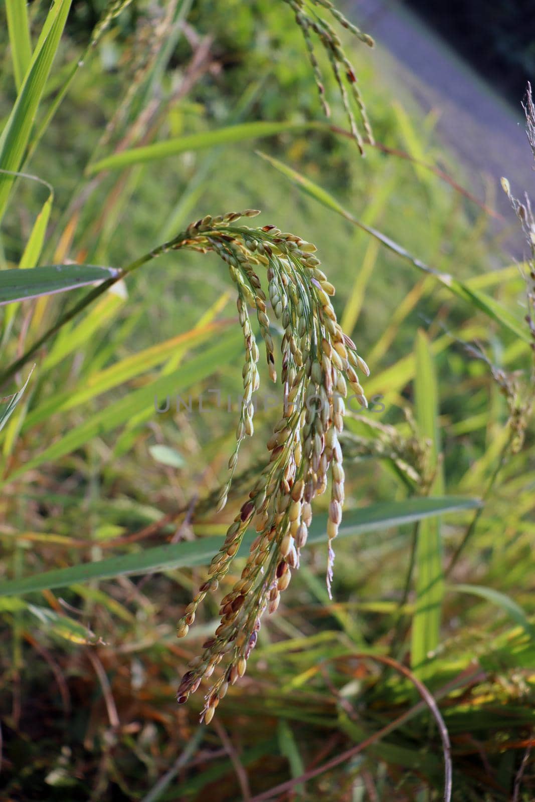 ripe paddy firm closeup for harvest on field