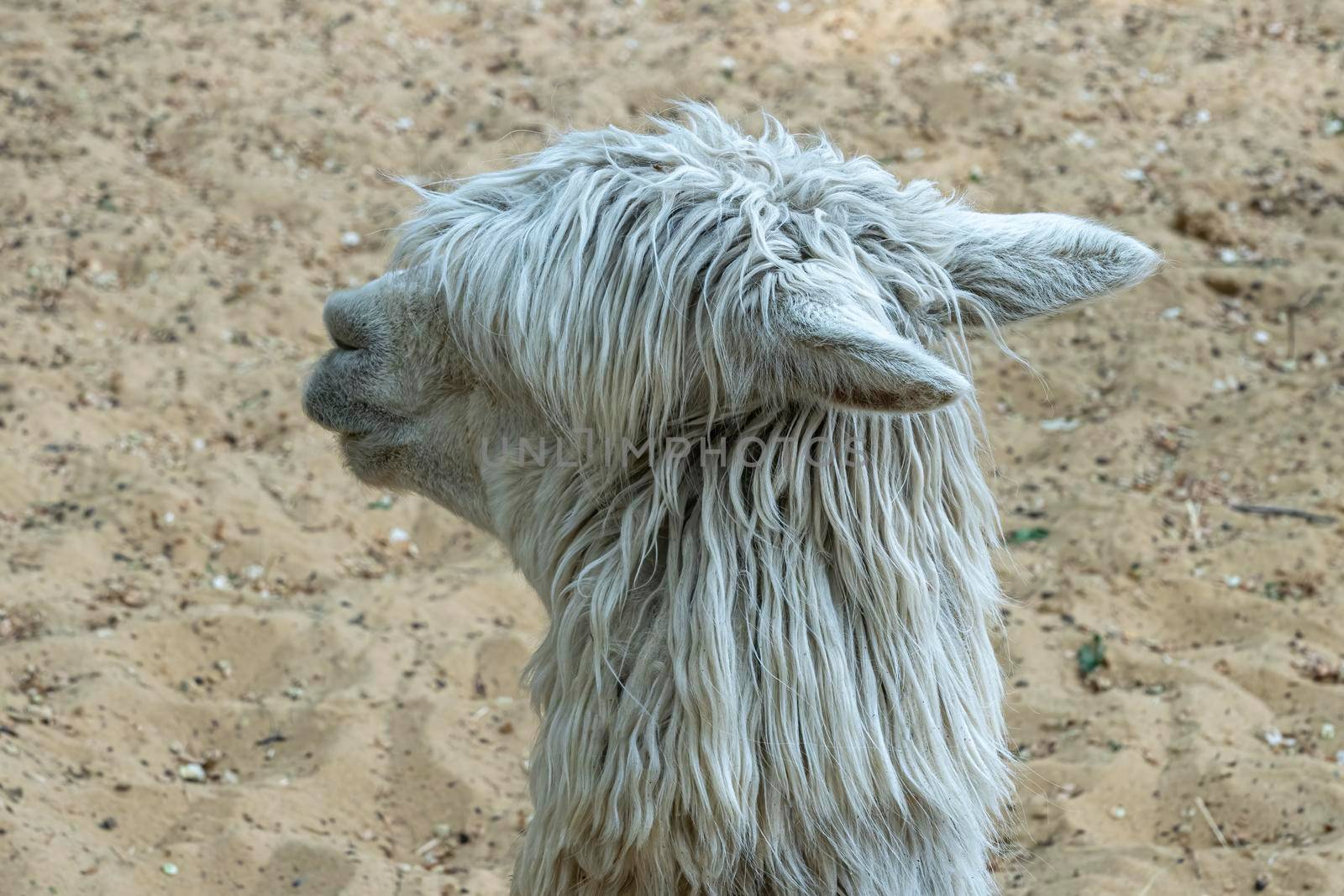 portrait of a white alpaca in profile. photo