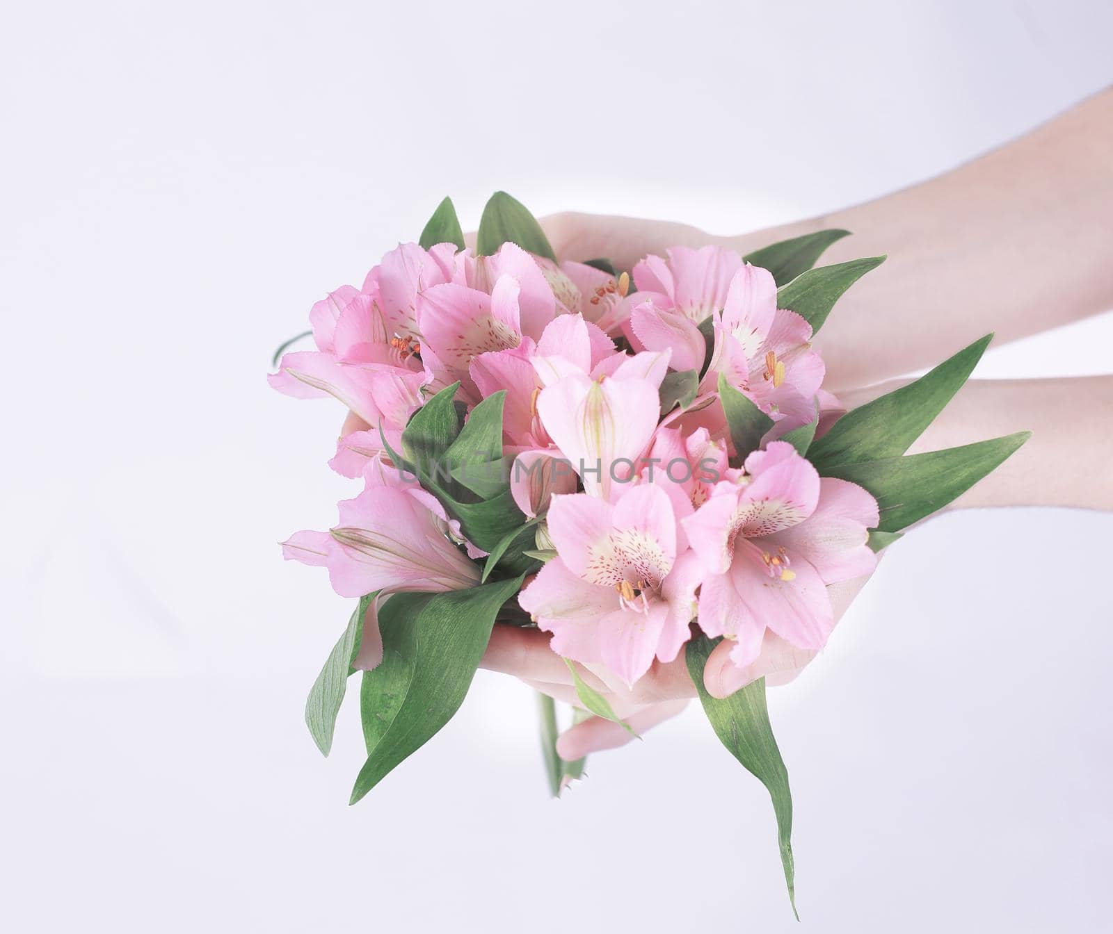 bouquet of flowers in female hands isolated on a light background.photo with copy space