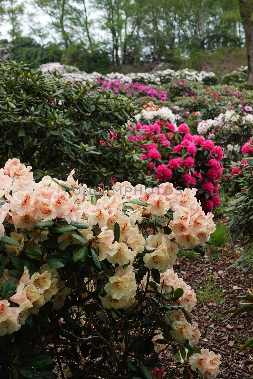 Different coloured Rhododendron bushes behind each other in a park in Lower Saxony, Germany