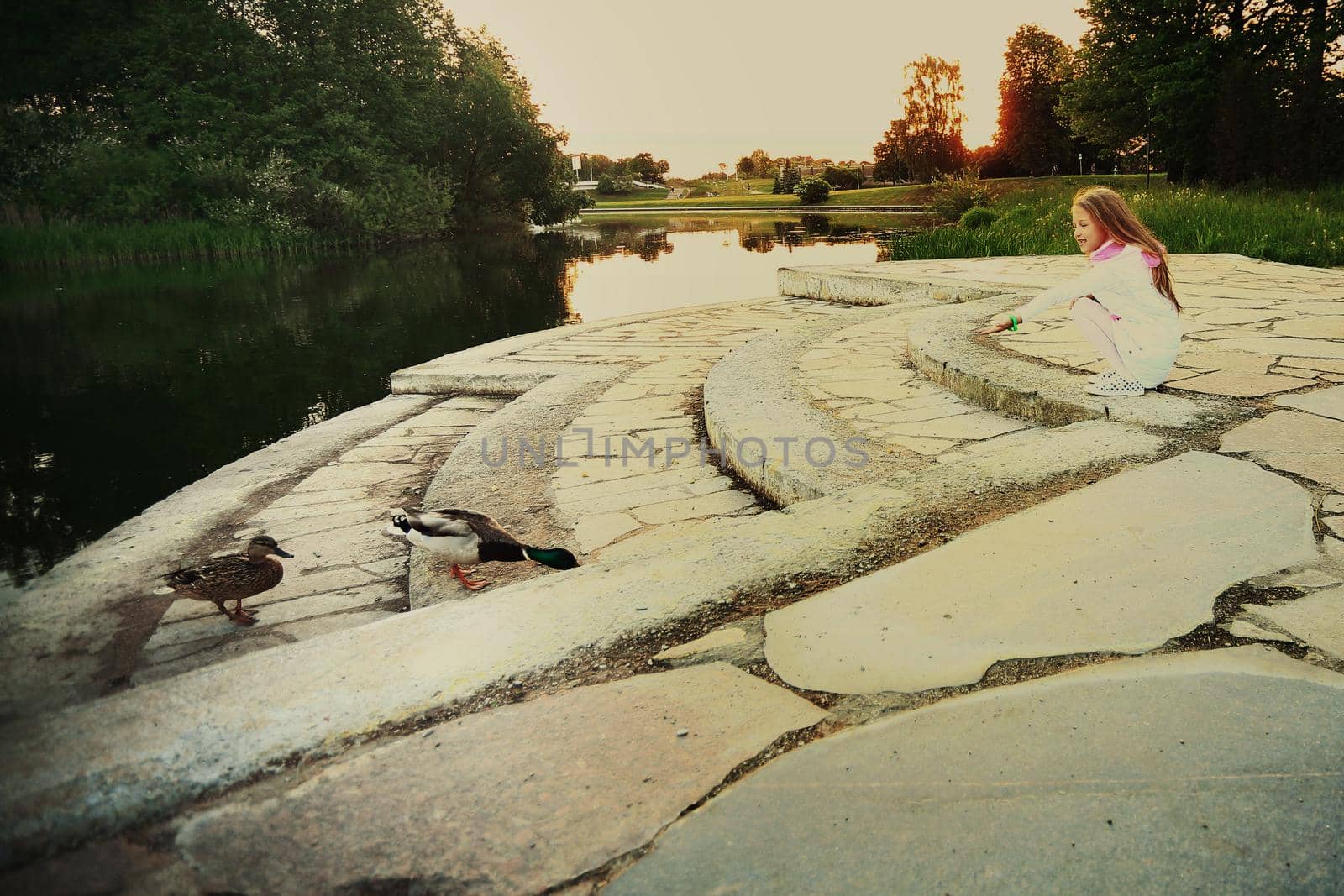 little girl feeding the ducks near the lake in the Park on a sum by SmartPhotoLab