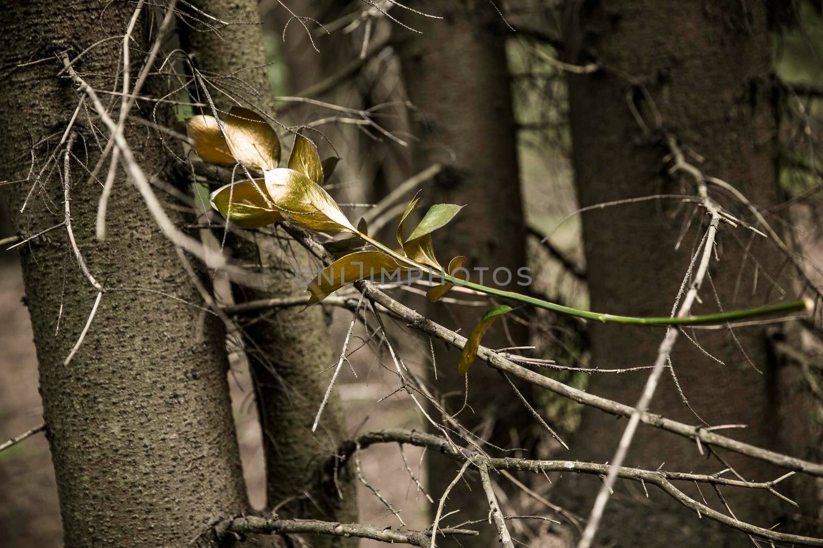 concept of life. olive branch on a background of trees