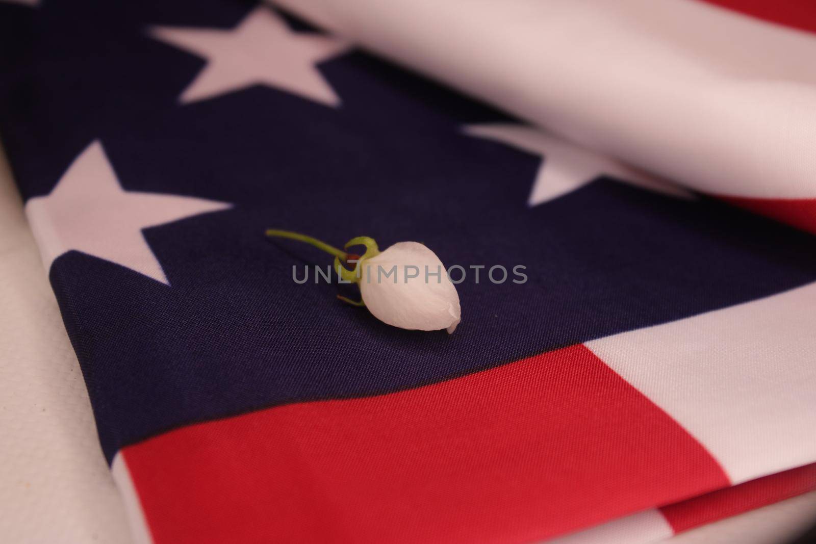 Apple blossom bud on a folded U.S. flag..