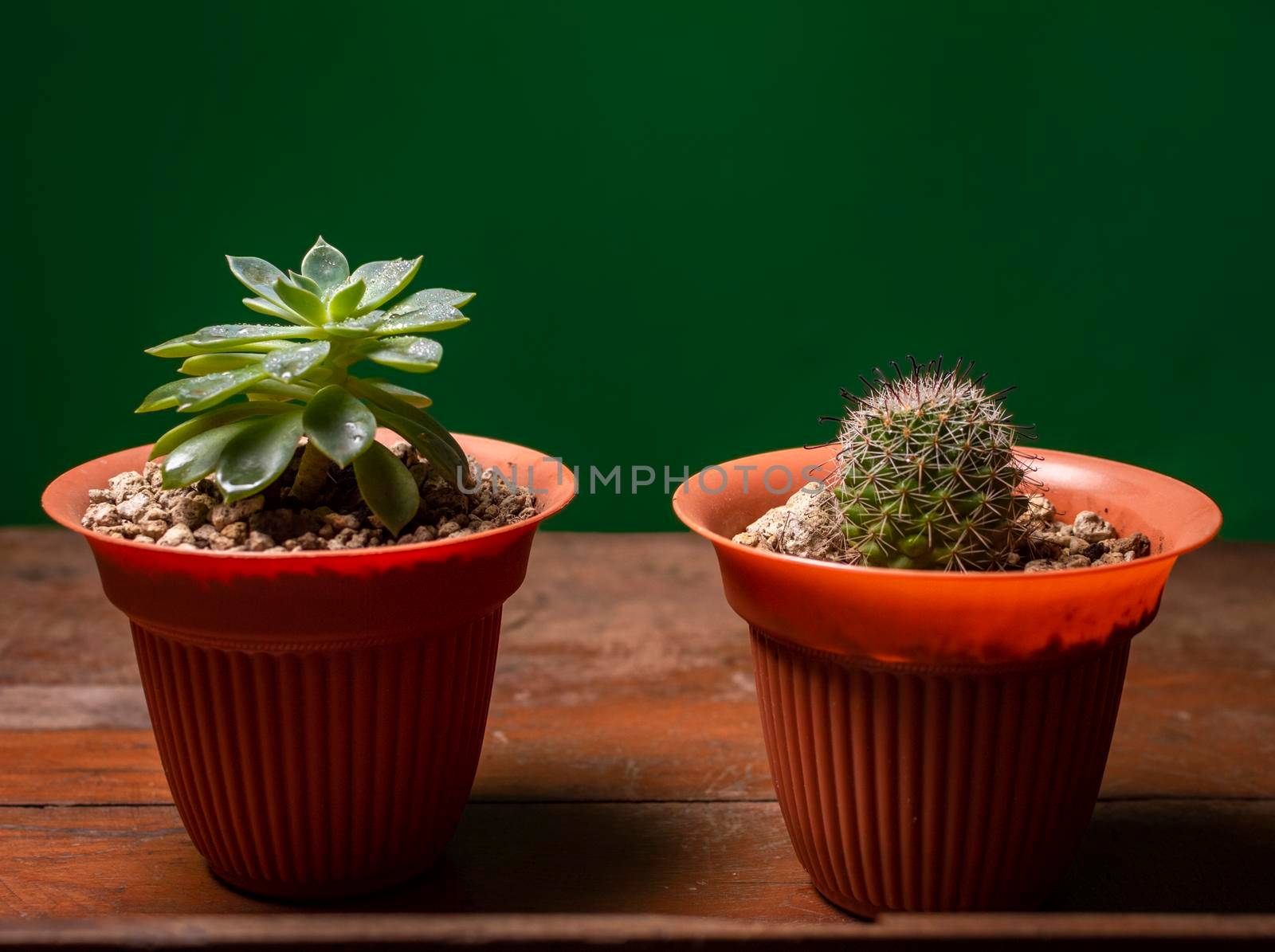 Two cacti in pot on green background, cute natural cacti isolated on green background. by isaiphoto