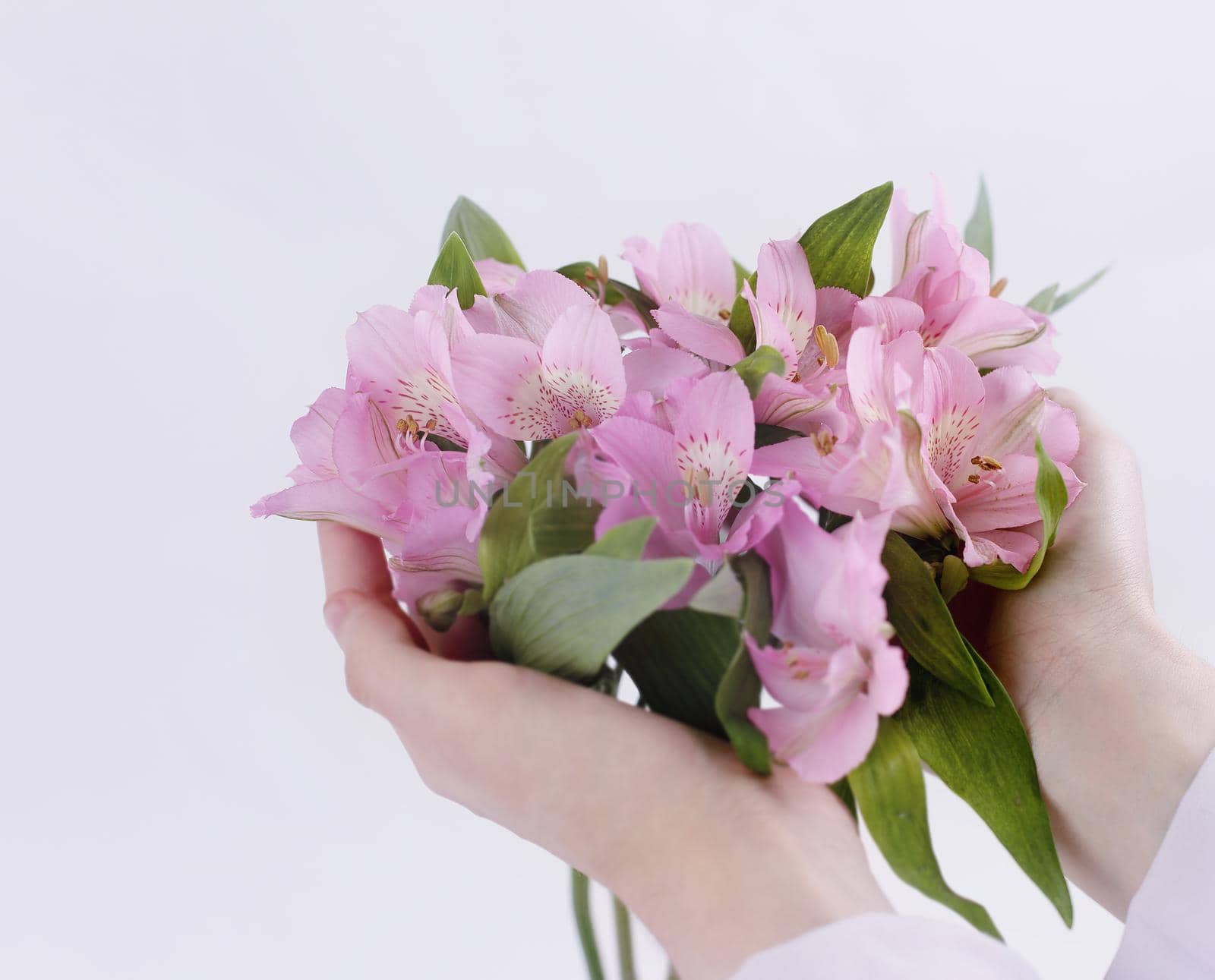 bouquet of flowers in female hands isolated on a light background.photo with copy space