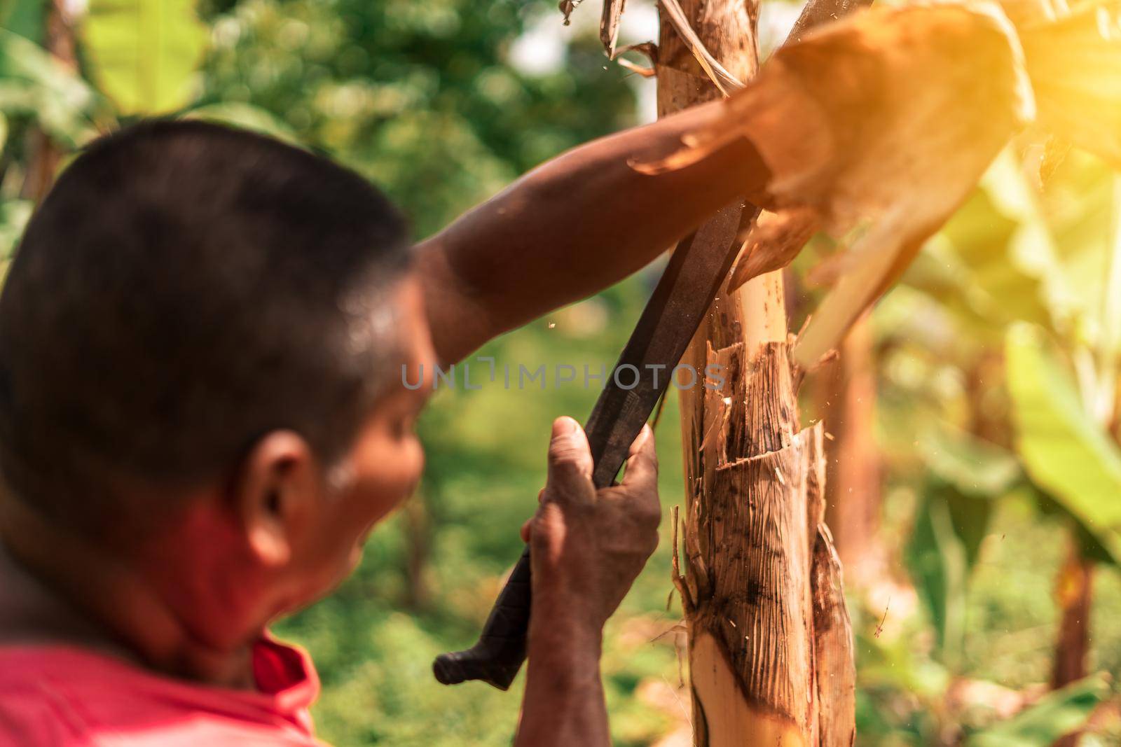 Latin farmer cutting a banana stump with a machete on a farm in Masaya Nicaragua